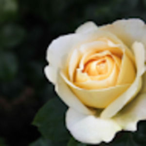 Meet your Posher, Natasha